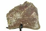 Fossil Sauropod Vertebra Section with Metal Stand - Colorado #354324-1